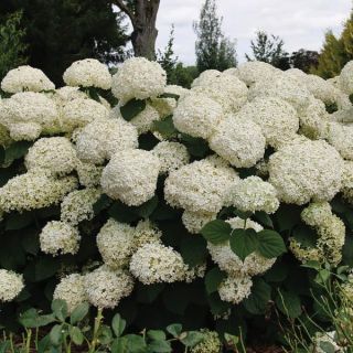 Incrediball Storm Proof Hydrangea Thumbnail